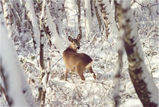 Arriva improvviso ma non inatteso ne imprevisto l'inverno, la selvaggina in Appennino guarda perplessa la neve fresca che cade sulle foglie appena cadute, in cerca di cibo