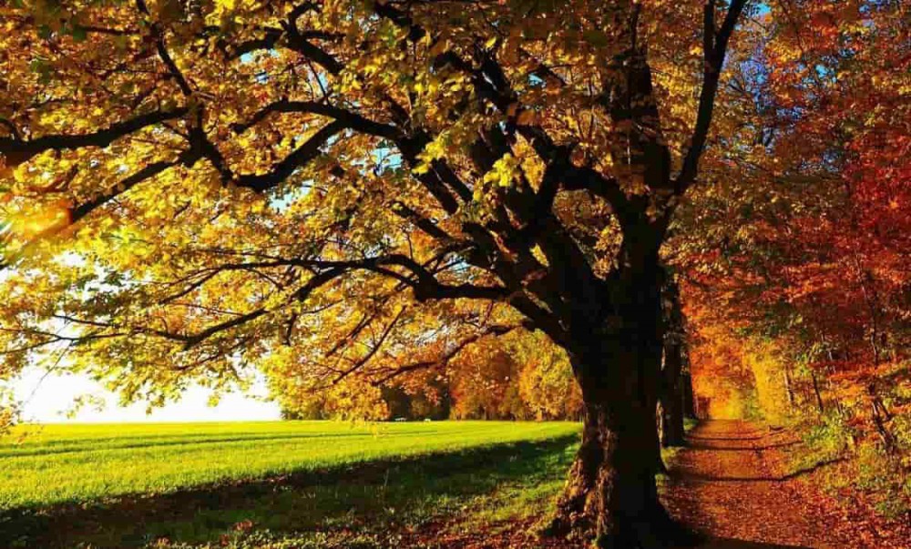 L'estate di San Martino e il nome con cui viene indicato un eventuale periodo autunnale in cui, dopo il primo freddo, si verificano condizioni climatiche di bel tempo e relativo tepore.