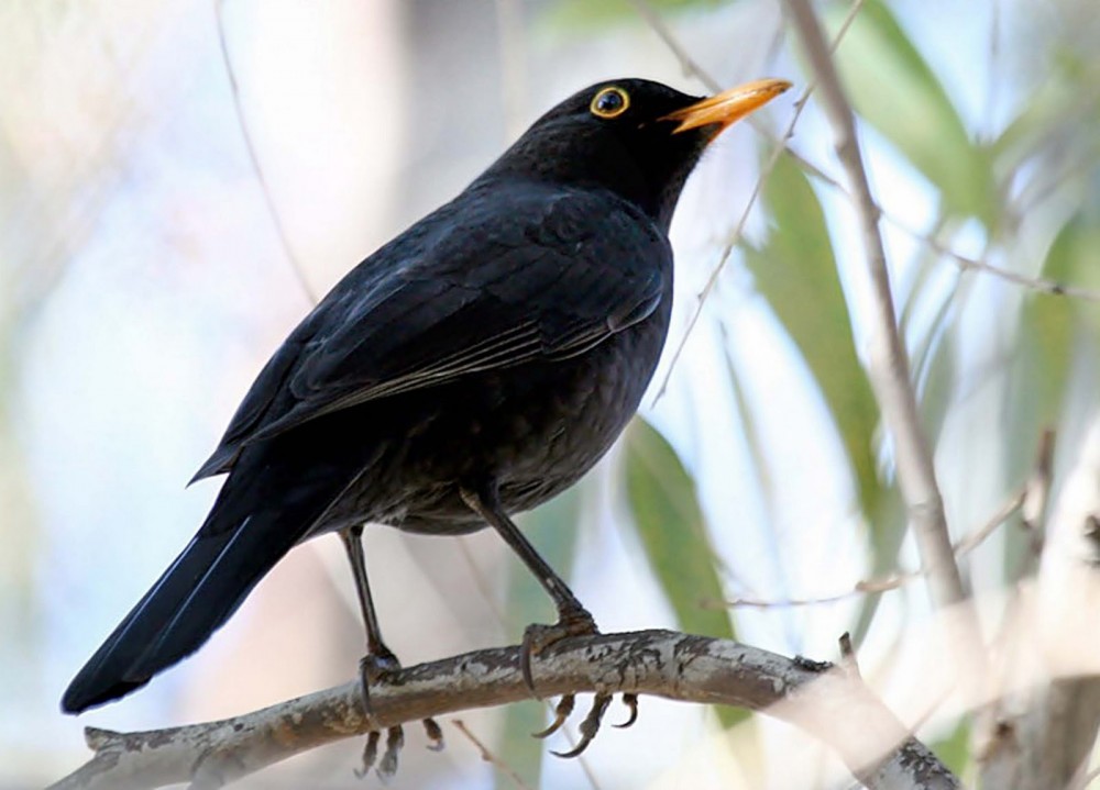 Niente neve e niente freddo per questi ultimi tre giorni di gennaio a parte isolati episodi limitati alle zone di confine dell'arco alpino