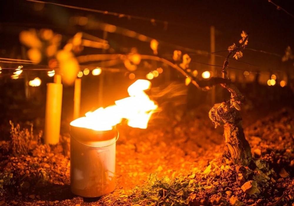 Fiaccole anti-gelo in un vigneto, per proteggere i germogli dalle gelate tardive.