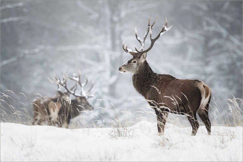 Ancora neve in montagna, sia sulle Alpi che in Appennino, lunedi possibili fiocchi in pianura. Alcuni cervi vagano alla ricerca di cibo.
