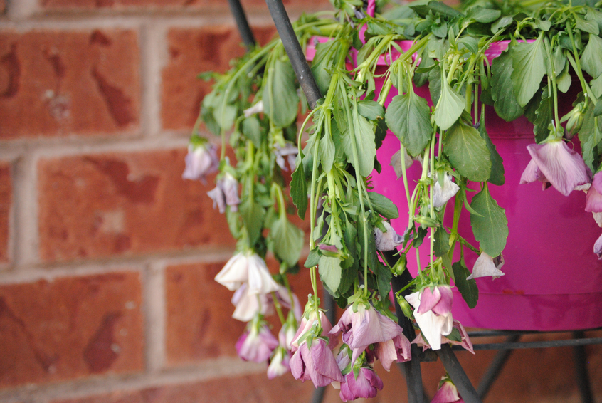 Come risuscitare le piante di ritorno dalle vacanze