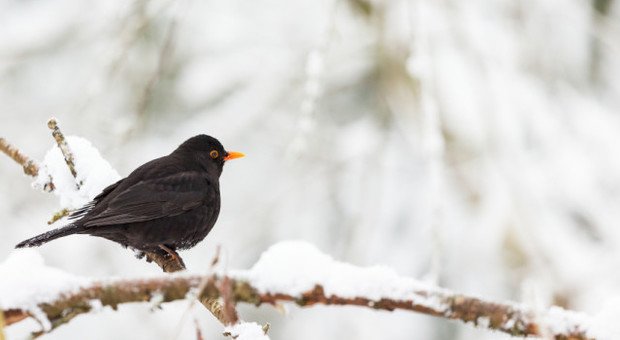 Giorni della merla in arrivo