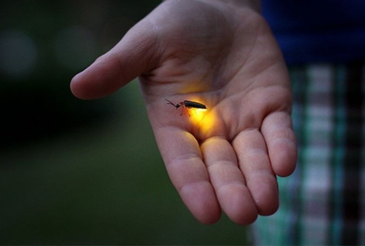 Luglio e il mese delle lucciole: un po' di curiosita su questi insetti