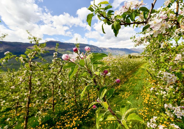 Con Aprile torna il bel tempo ed esplode la primavera: ecco le previsioni meteo per i prossimi giorni.