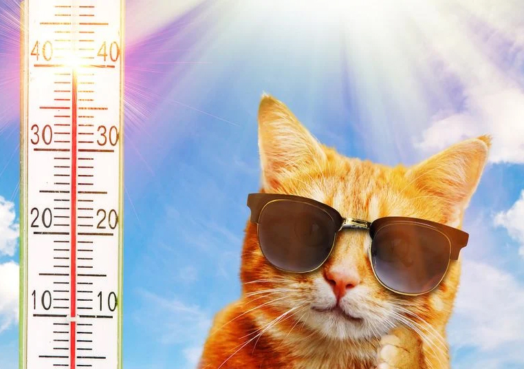 Anche gli animali domestici soffrono il troppo caldo o il troppo freddo. N ei prossimi giorni, lasciamo sempre una ciotola con acqua fresca ai nostri animali domestici e proteggiamoli dal calore