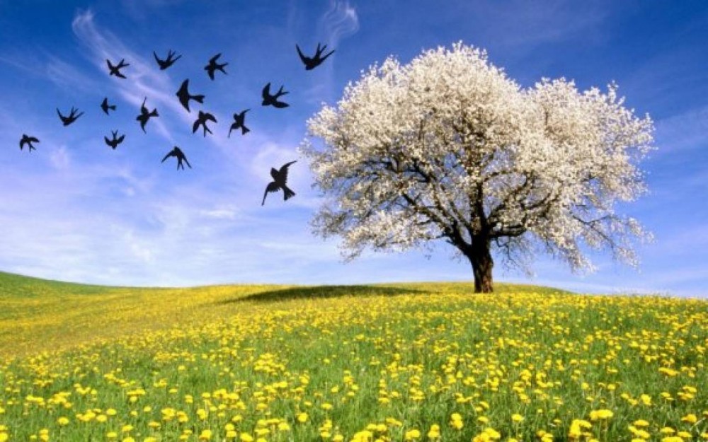 In senso meteorologico la primavera va dal 1?? marzo al 31 maggio nella meta superiore del globo, e dal 1?? settembre al 30 novembre nell'altro emisfero.