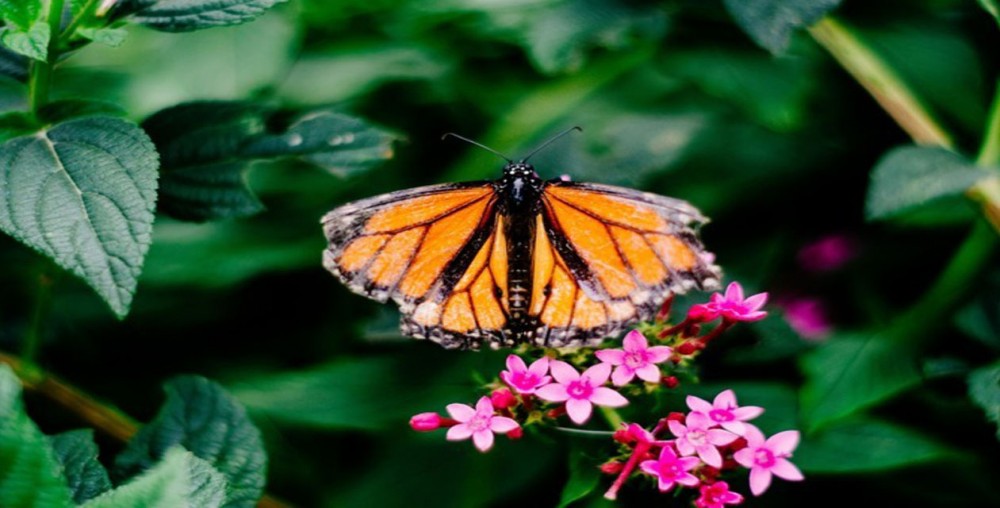 Gli equinozi, cosi come i solstizi, hanno da sempre un profondo significato culturale in tutto il mondo, e sono stati osservati e celebrati fin dai tempi antichi.