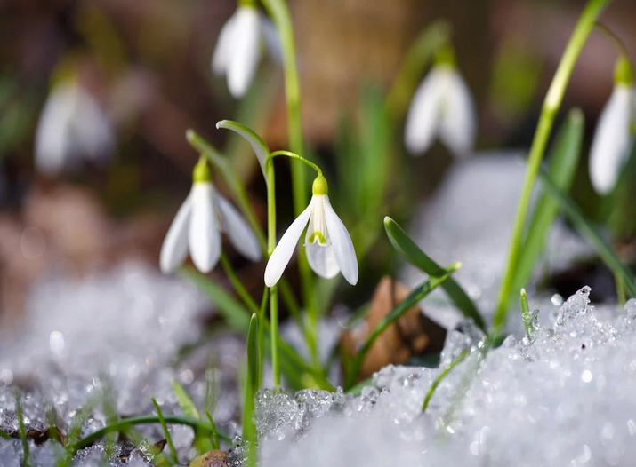 L'inverno vero di fatto non e mai arrivato e le temperature miti potrebbero favorire fioriture precoci. Se avviene anche nelle colture, aumenta il rischio di danni in caso di gelate tardive