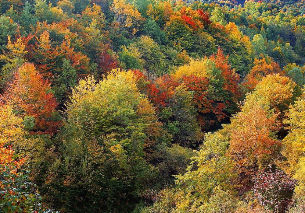 Un bosco in autunno.